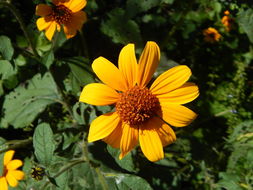 صورة Tithonia tubaeformis (Jacq.) Cass.