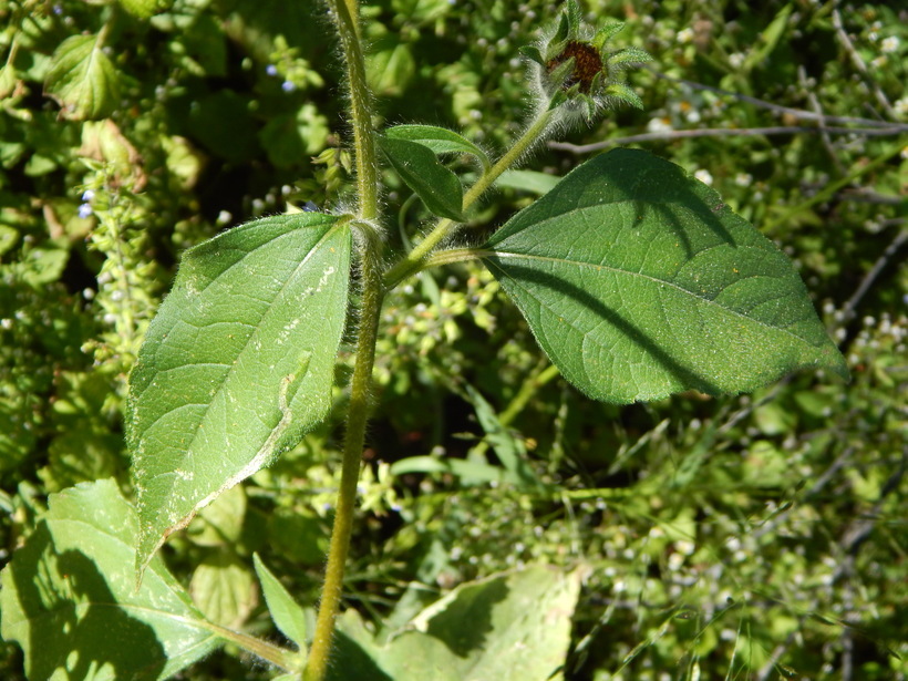 Tithonia tubaeformis (Jacq.) Cass. resmi