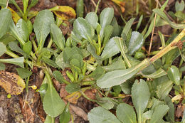 صورة Solidago spathulata DC.