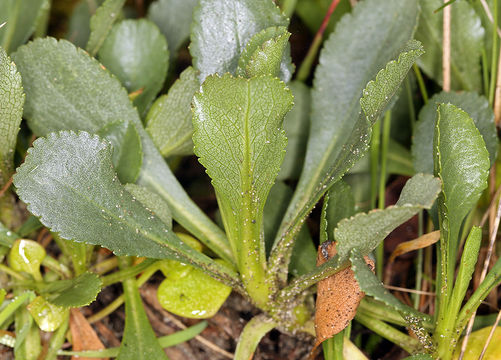 Image of Coast Goldenrod