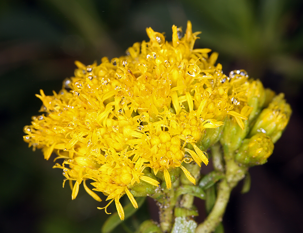 صورة Solidago spathulata DC.