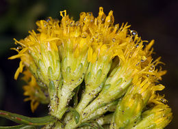 صورة Solidago spathulata DC.