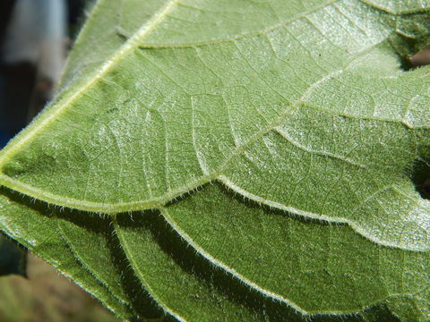 Image of toothleaf goldeneye