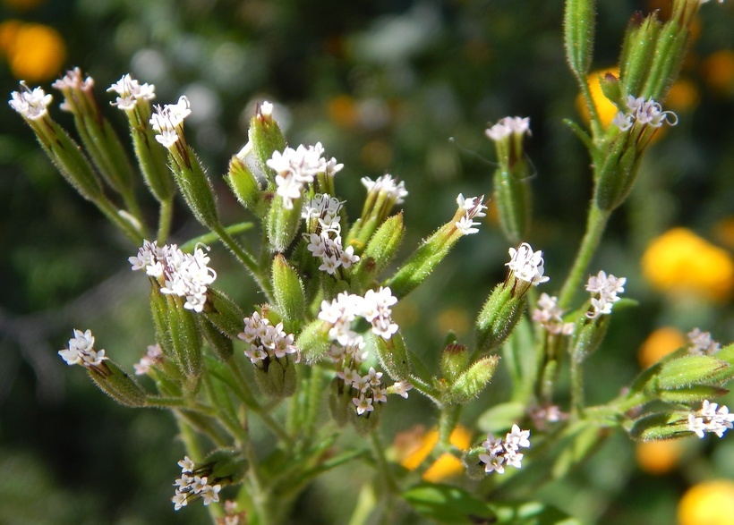 Image of annual candyleaf