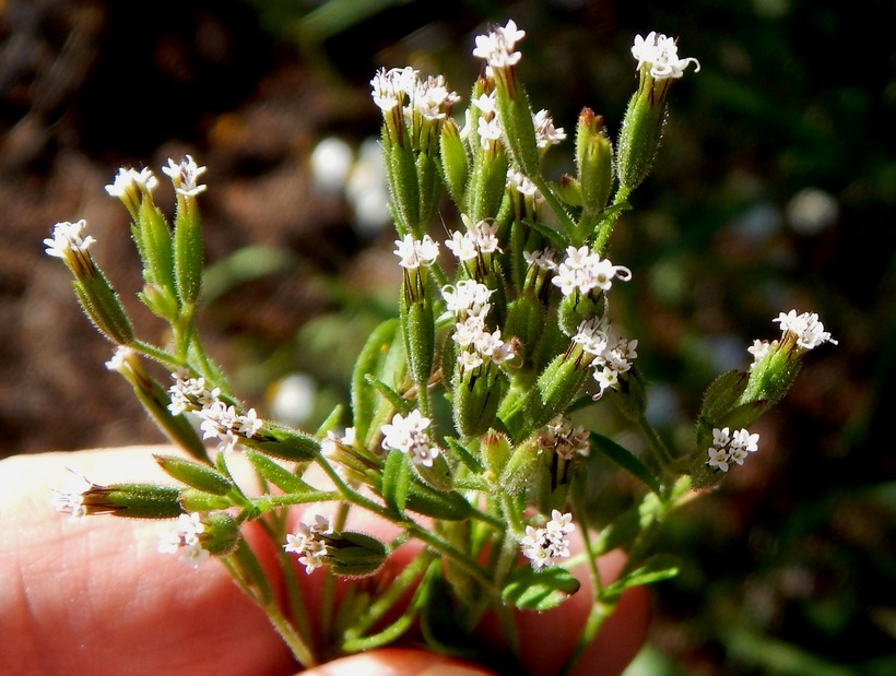 Image of annual candyleaf