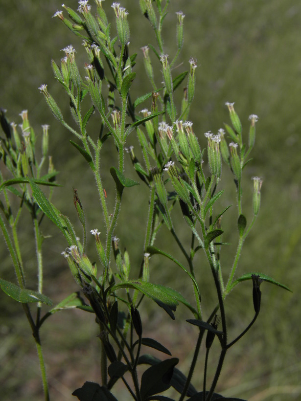 Image of annual candyleaf