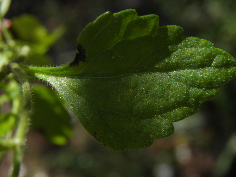 Image of annual candyleaf