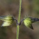 Salvia subincisa Benth. resmi