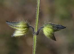 Salvia subincisa Benth. resmi