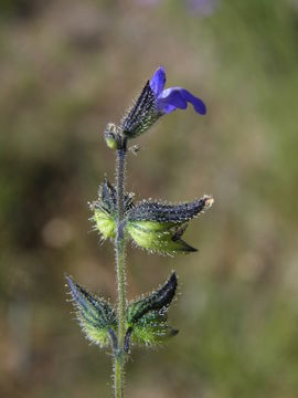 Salvia subincisa Benth. resmi