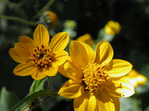 Image of Simsia amplexicaulis (Cav.) Pers.