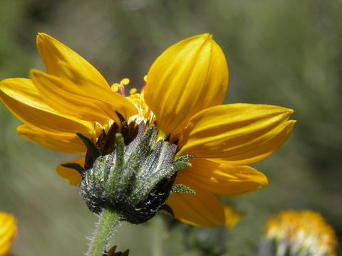 Image of Simsia amplexicaulis (Cav.) Pers.