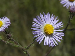 Image of Mexican tansyaster