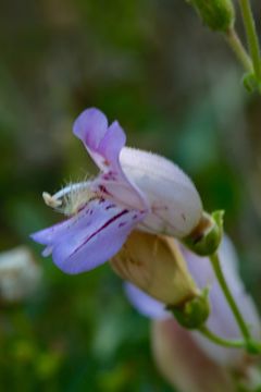 Image de Penstemon grinnellii Eastw.