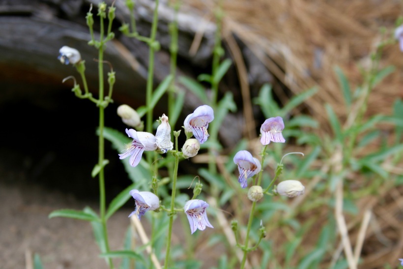 Image de Penstemon grinnellii Eastw.