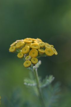 Image of common tansy