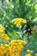 Image of common tansy