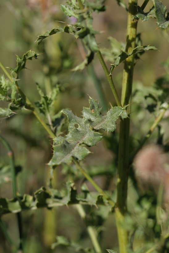 Image of Creeping Thistle