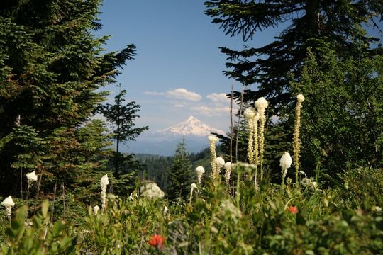 Image of Basket-grass