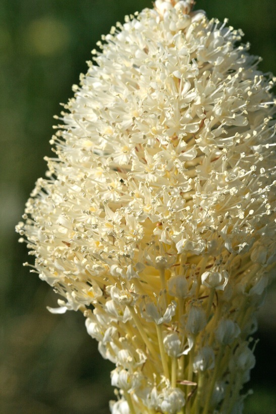 Image of Xerophyllum tenax (Pursh) Nutt.