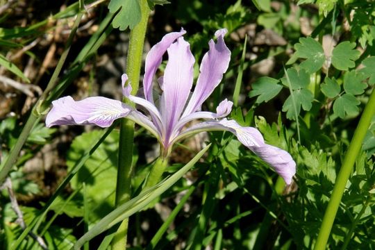 Image of toughleaf iris