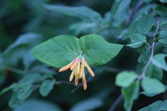 Image of Orange Honeysuckle