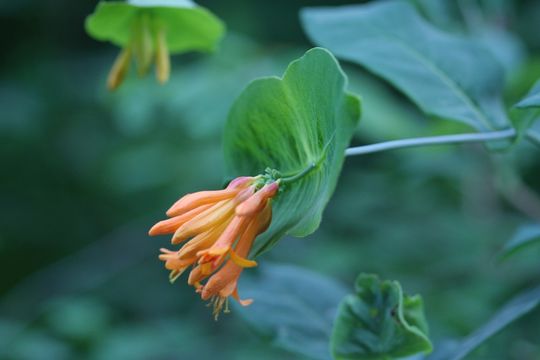 Image of Orange Honeysuckle