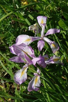 Image of toughleaf iris