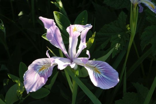 Image of toughleaf iris