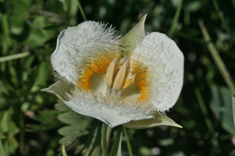 Image of Cascade Mariposa Lily