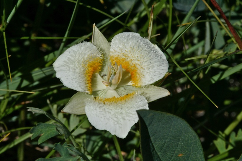 Image of Cascade Mariposa Lily