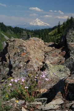 Image of Columbian lewisia