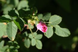 Слика од Rosa gymnocarpa Nutt. ex Torr. & Gray