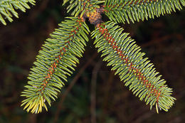 Image of Sitka Spruce