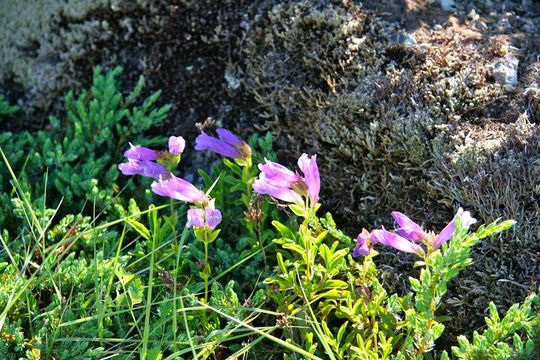 Image of Davidson's penstemon