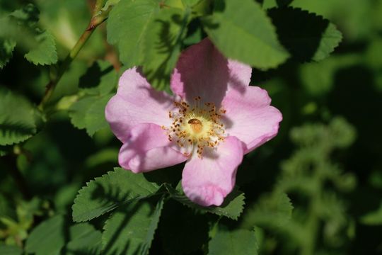 Imagem de Rosa gymnocarpa Nutt. ex Torr. & Gray