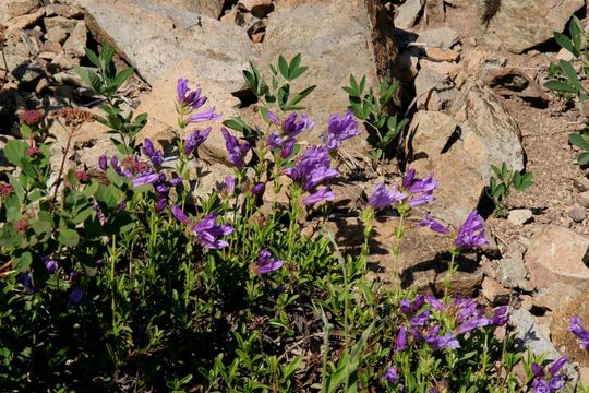 Image of Davidson's penstemon