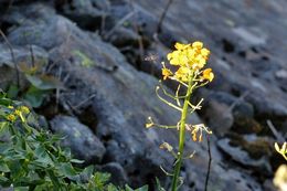 Image of sanddune wallflower