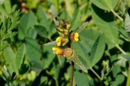 Image of Yellow Rattle