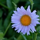 Image of <i>Erigeron <i>glacialis</i></i> var. glacialis