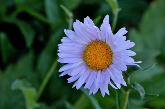 Image of <i>Erigeron <i>glacialis</i></i> var. glacialis