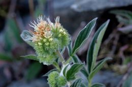 Image of silverleaf phacelia