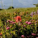 Image of rose meadowsweet