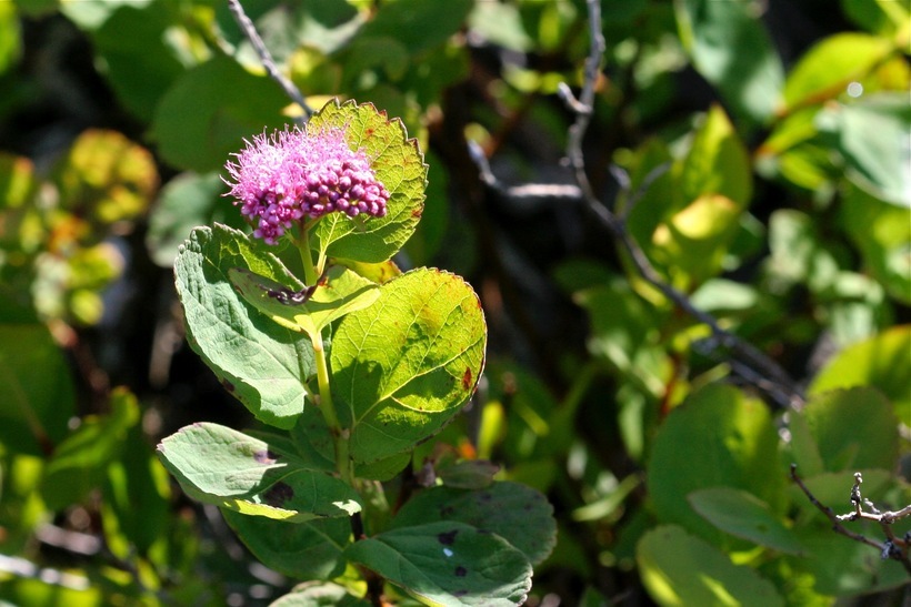 Image of rose meadowsweet