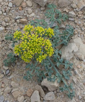 Imagem de Lomatium insulare (Eastw.) Munz