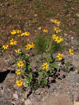 Image de Heliopsis parvifolia A. Gray