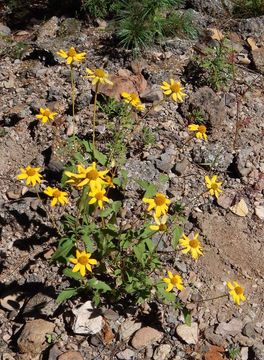 Image of mountain oxeye