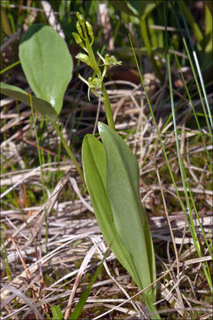 Image of bog twayblade