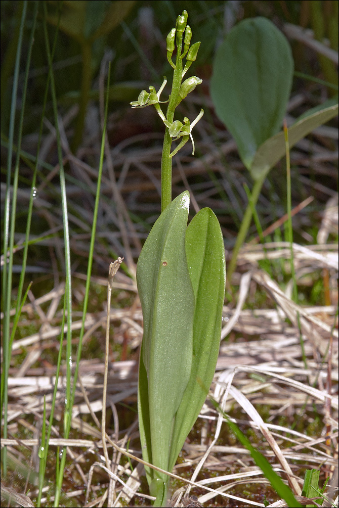 Image de Liparis de Loesel