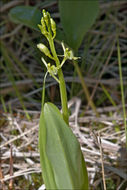 Image de Liparis de Loesel